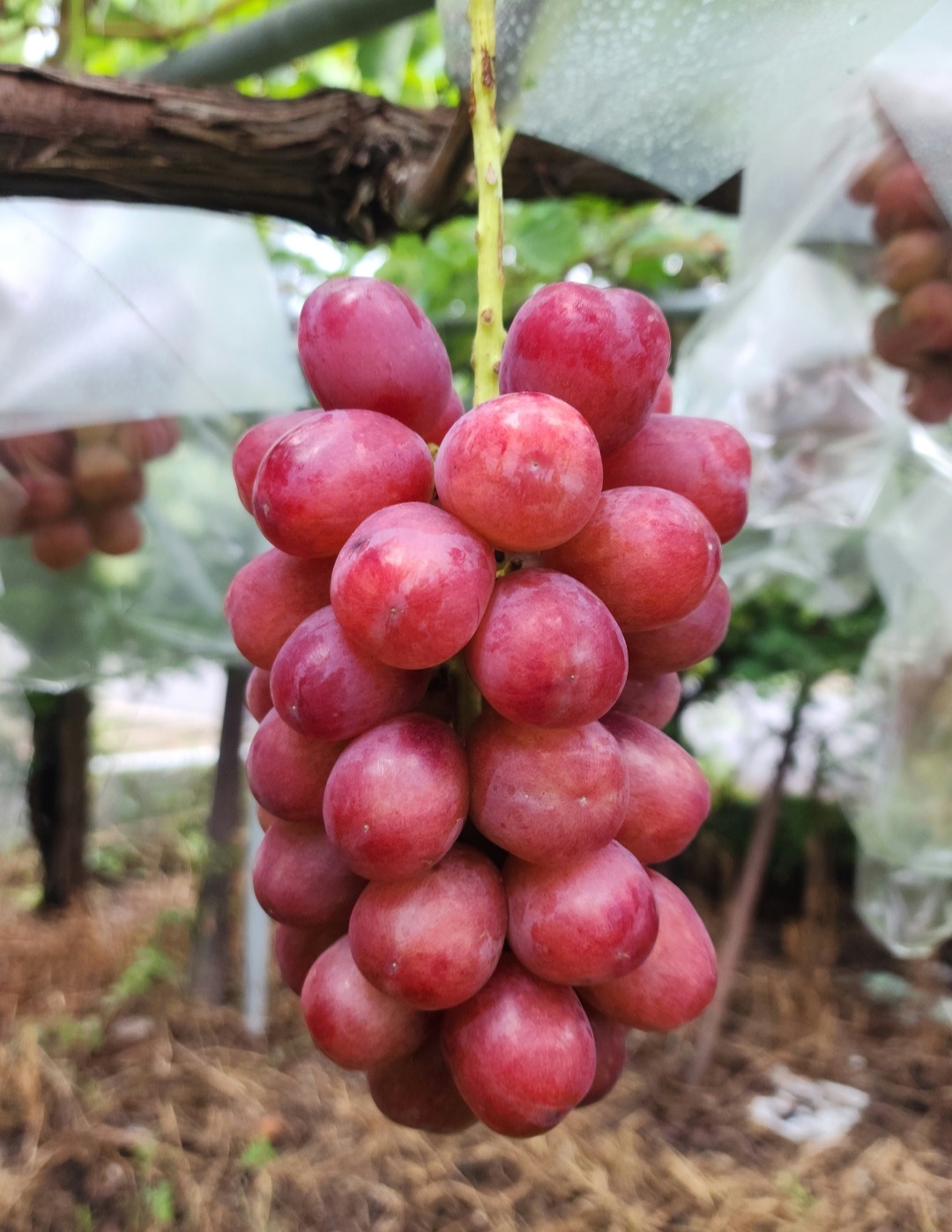 新鮮朝採り発送☆長野県産 クイーンルージュ☆1.1kg〜 1箱約1.1Kg