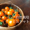 【予約】自然栽培のオレンジミニトマト！★農薬・肥料不使用のプチトマト