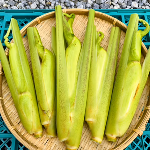 滋賀県産【期間限定】【農薬不使用】マコモダケ　真菰