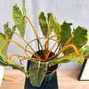 ［在庫］　フィロデンドロン　ビレッティア　6号　観葉植物　室内　レア