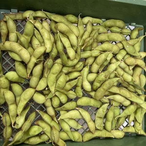 丹波篠山　黒枝豆　大粒と中粒が混ざります　下旬期　晩秋の黒枝豆へ