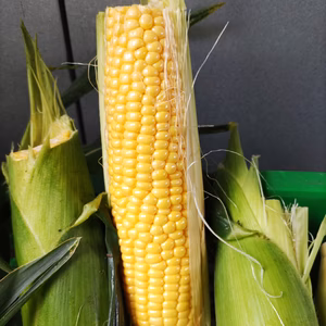 【訳あり品】　☆長野県信濃町産☆はねだしトウモロコシ