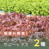 ふわシャキ食感のリーフレタス食べ比べセット