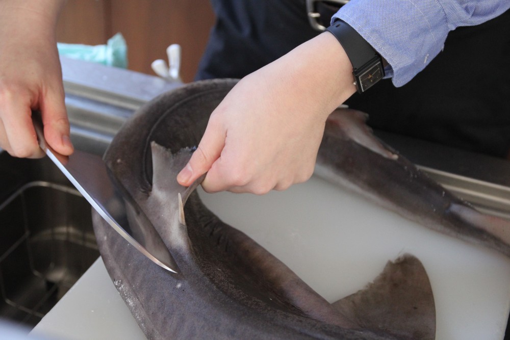 サメの刺身はトロに匹敵 は本当 漁師直送のサメをプロが本気で料理してみた 農家漁師から産地直送の通販 ポケットマルシェ