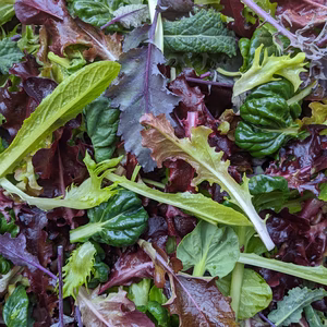 露地栽培、固定種のとれたてミックスリーフ　メガパック
