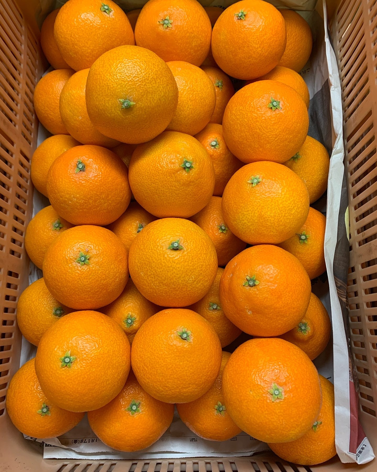 28号の産直通販・お取り寄せ商品｜ポケットマルシェ｜産地直送で旬の