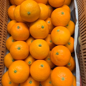 ハウス温室栽培❕❕超お得❕❕　家庭用　恋まどんな（紅まどんな）