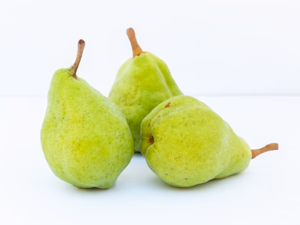 信州産　ル・レクチェ　ルレクチェ　約5kg（10～20玉）　洋ナシ　西洋なし