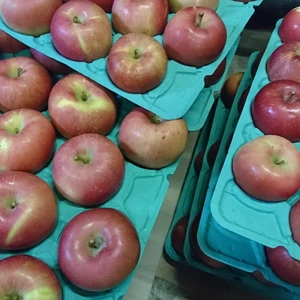 秋田からふじ　10キロ　ジュース、ジャム用りんご　