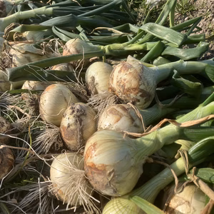 淡路島❤️ちょっと訳あり新玉ねぎ（超極早生）箱込み約3㎏