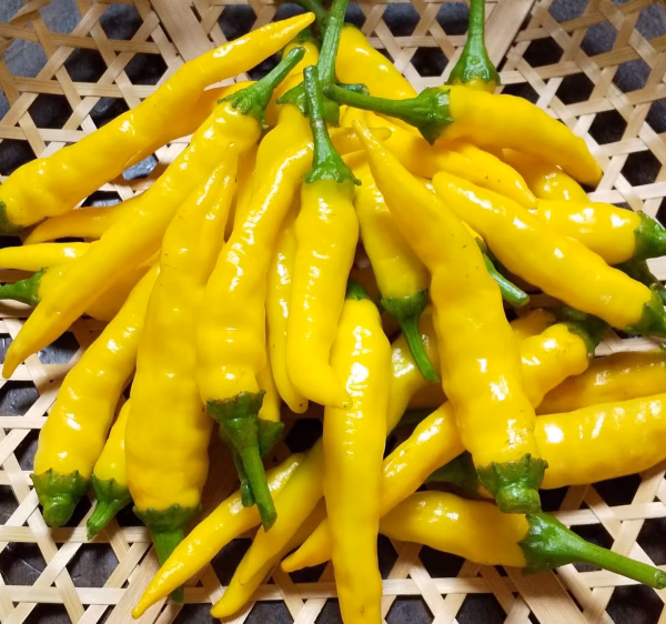 農薬不使用　激辛!!　生の黄金唐辛子