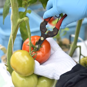 【ご注文は7/15まで！】選べる！パプリカ×トマトセット【お野菜ギフト】