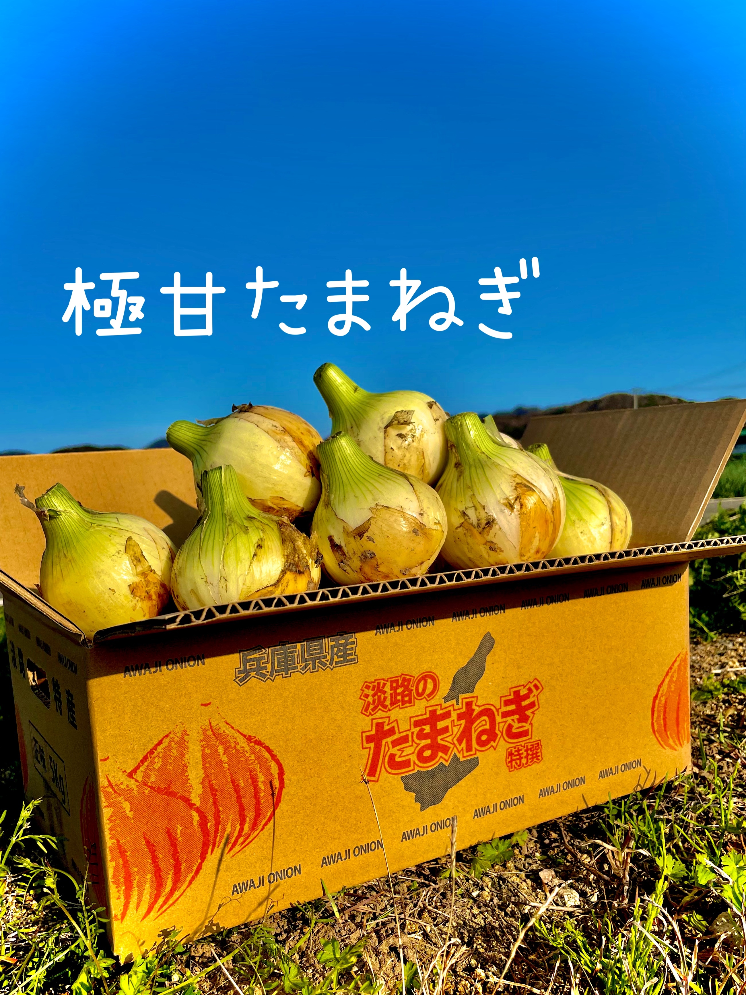 極甘!!あま〜くて水々しい淡路島産新玉ねぎ『七宝』 5kg『約15個』