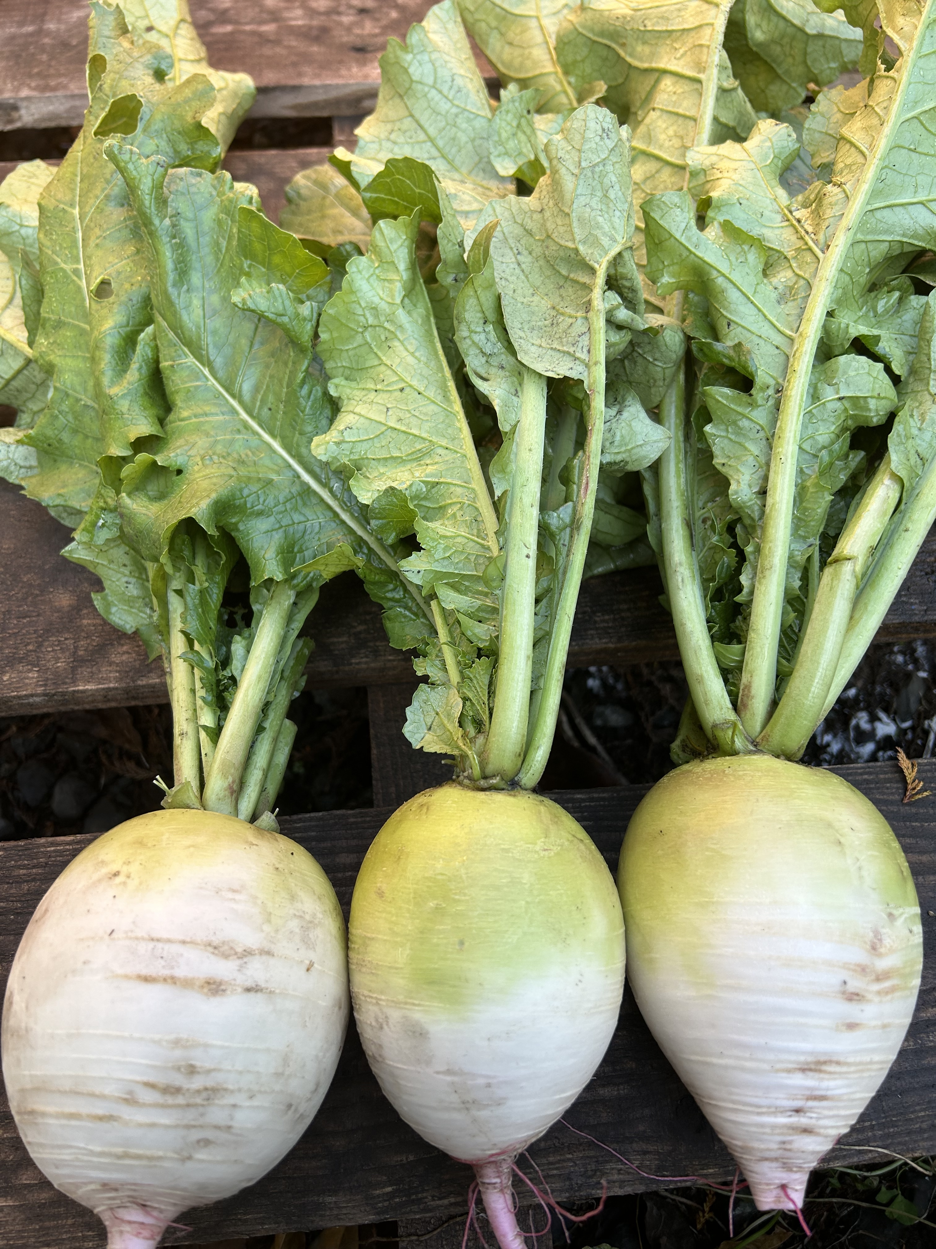 紅芯大根 1kg 千葉県産 化学農薬不使用 - 野菜