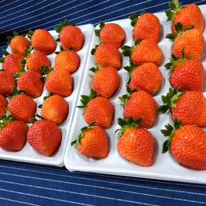 【限定】お中元にも！15玉！夏秋いちご　青森県産　すずあかね　苺　夏イチゴ