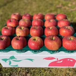 りんごの王様「サンふじ」小玉５ｋｇ（２０玉）