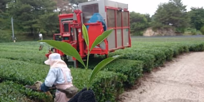 一番茶収穫終了！今年の出来は…