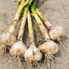 【季節限定】 数量限定！くわはら農園の生にんにく(新にんにく)とにんにくの芽