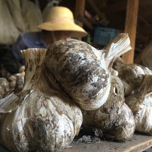 数量限定!! 産地直送!!田子にんにく大玉。3kg(土付き).