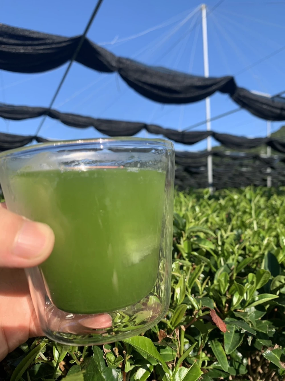【送料無料】たっぷり100本！粉末かぶせ茶スティック 0.5g×100【吉良茶】