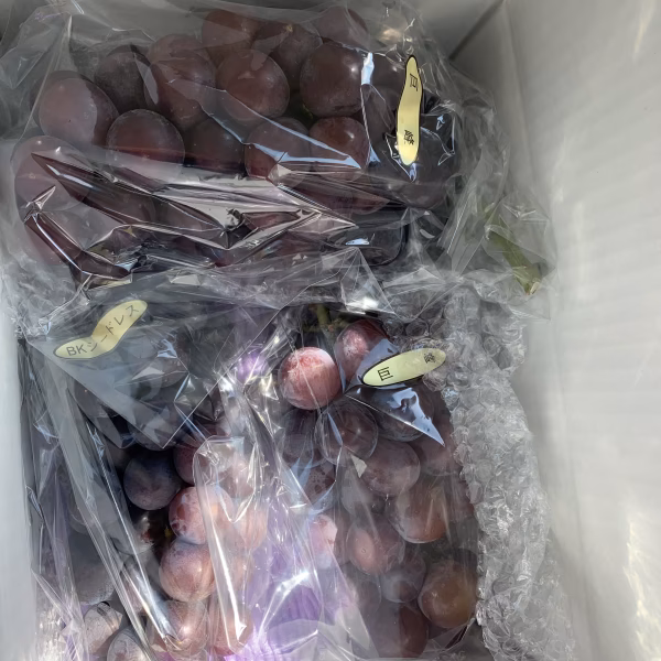 家庭用！昔からの伝統の葡萄！ピオーネを特別価格でご家族団欒くださいませ❣️