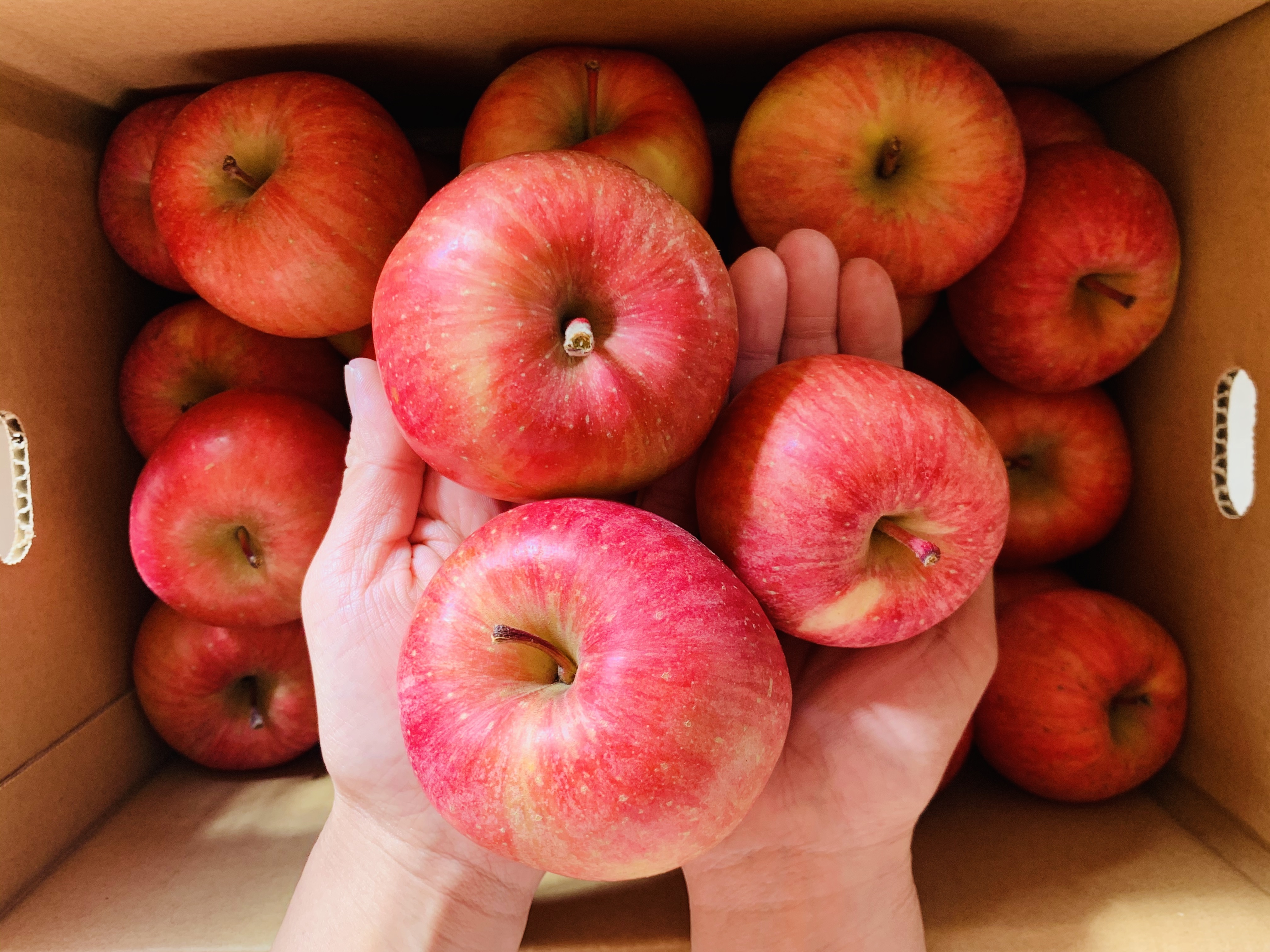 幻の蜜りんご‼️山形県産こうとく丸かじりサイズ【秀5キロ】｜りんごの