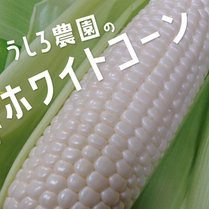 この美味しさにハマる！！朝採りホワイトコーン