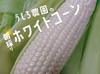 この美味しさにハマる！！朝採りホワイトコーン