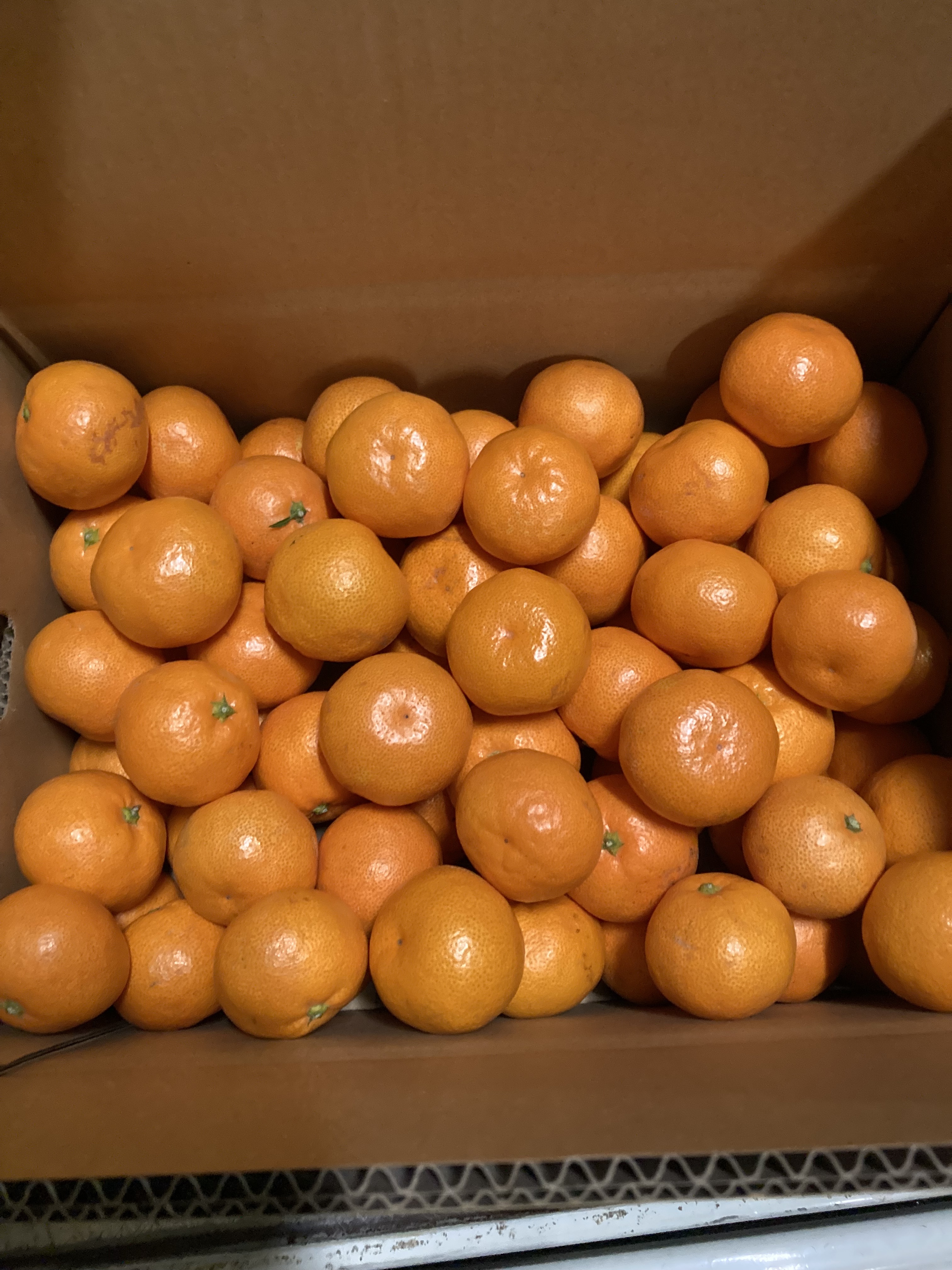 濃厚みかん（家庭用）｜みかんの商品詳細｜ポケットマルシェ｜産地直送