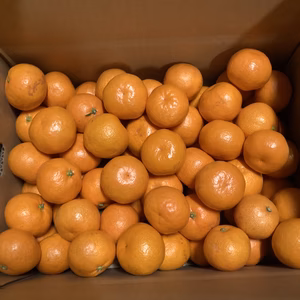 濃厚みかん（家庭用）