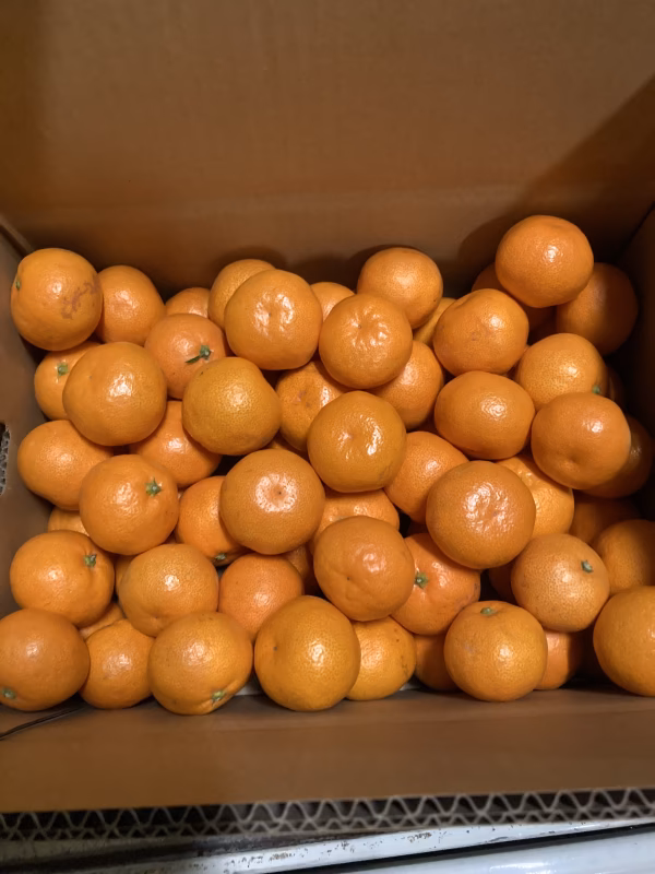 濃厚みかん（家庭用）