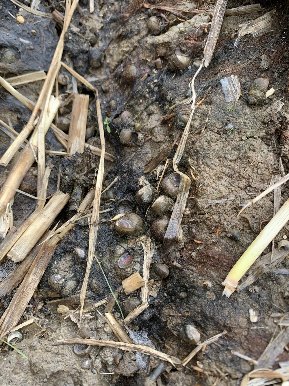 栽培期間農薬除草剤無コシヒカリはぜかけ米 Aランク