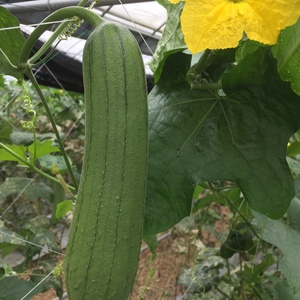 ⭐️沖縄県産 ヘチマ