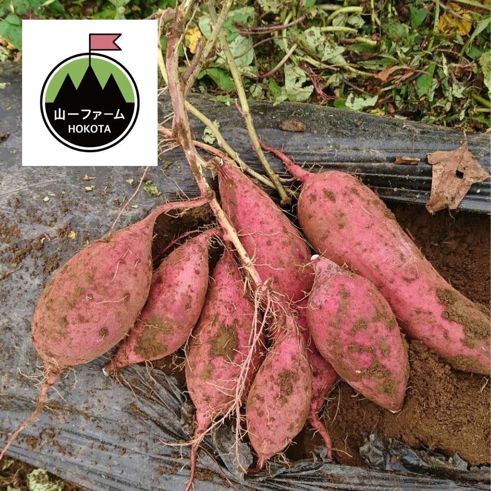 おやつに最適 熟成チビッコ紅はるか 5kg箱