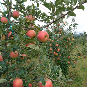 【10月発送】『シナノスイート』家庭用約2kg☆甘くてジューシー！食べやすい！！