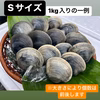 ホンビノス貝　【１kg入】