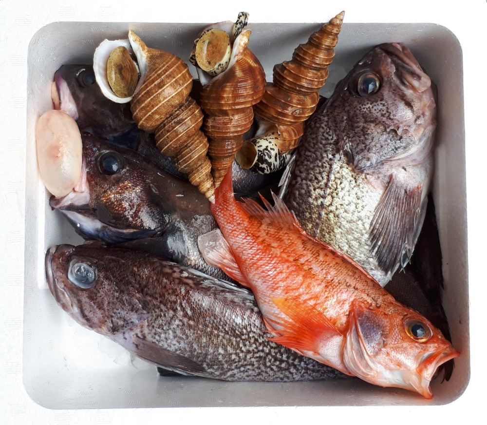 岩手の鮮魚セット 農家漁師から産地直送の通販 ポケットマルシェ