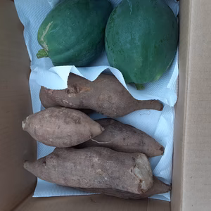 健康重視のあなたに❣「青パパイヤ＆ヤーコンのセット」