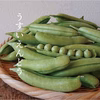 和歌山の春をお届けします　　うすいえんどう　(紀州うすい)