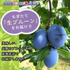 生プルーン　くらしま　4キロ　