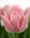 【チューリップ切り花】ピンク色八重咲きの女王　　ドリーマー１０本