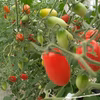 トマテ・コロラードのミニトマト