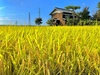 【新米】R2年度　新潟県長岡市産コシヒカリ（玄米）特別栽培米