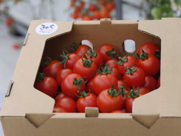 鹿児島県産【採れたて完熟ミニトマト】1kg〜