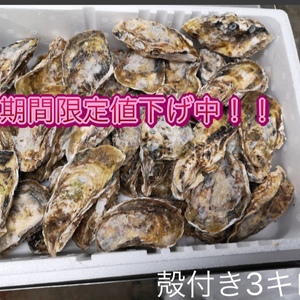 【期間限定値下げ中‼︎】《江田島産　真牡蠣殻付　加熱用》3㎏、5Kg