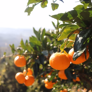 コタツのお供に最適、完熟早生みかん‼︎中山農園の宮川早生