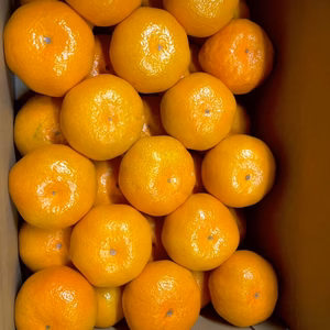 大っきいみかん大玉【宮川早生】