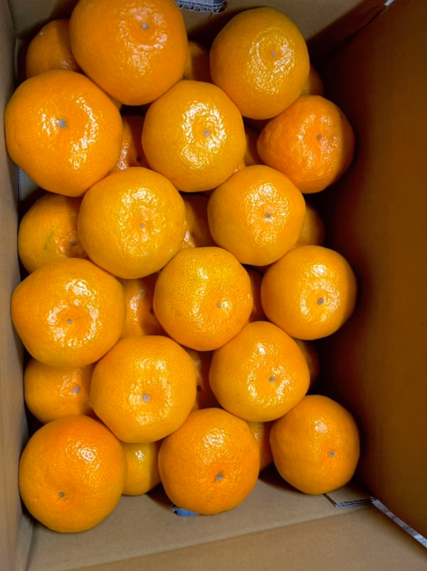 大っきいみかん大玉【宮川早生】