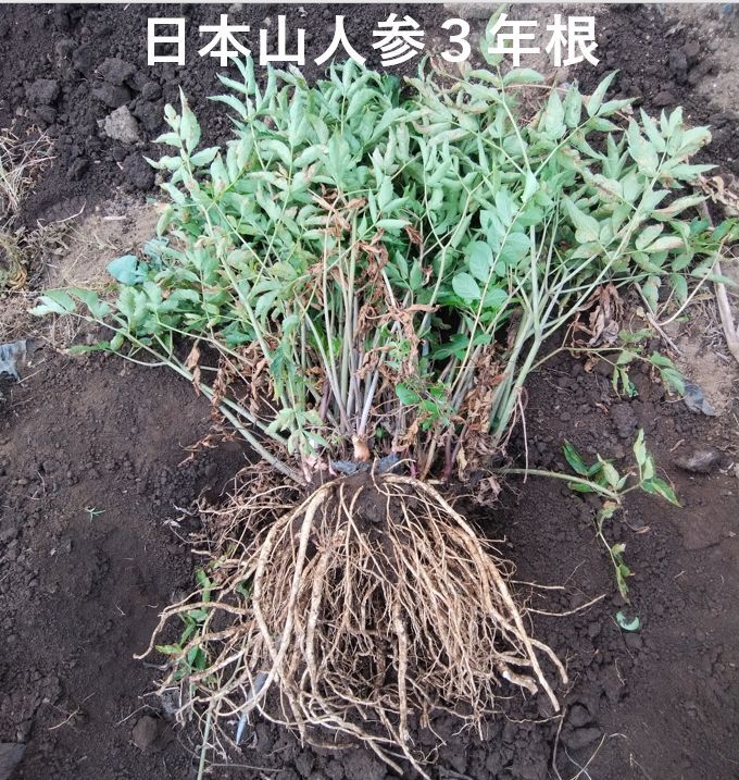 日本山人参（ヒュウガトウキ）粉末 本場大分県産｜干し野菜・野菜パウダーの商品詳細｜ポケットマルシェ｜産地直送で旬の食材が生産者(農家・漁師)から届く