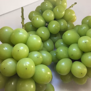  もぎたてシャインマスカット　ふくおかエコ農産物認証取得！